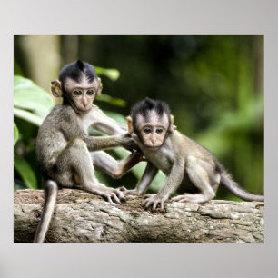 Monkey Babies in Nature Poster