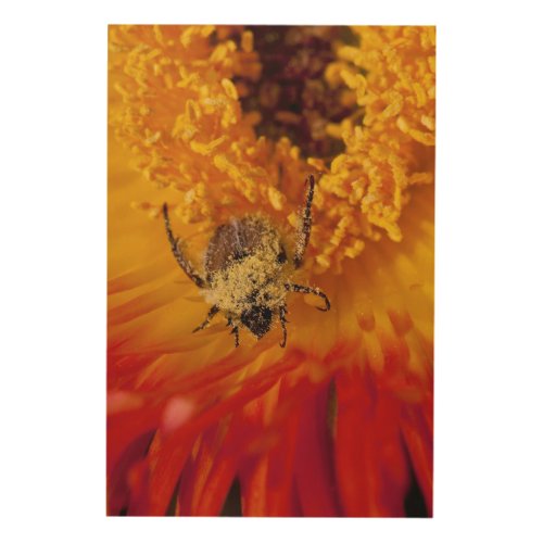 Monkey Beetle Feeding On A Gazania Flower Wood Wall Decor