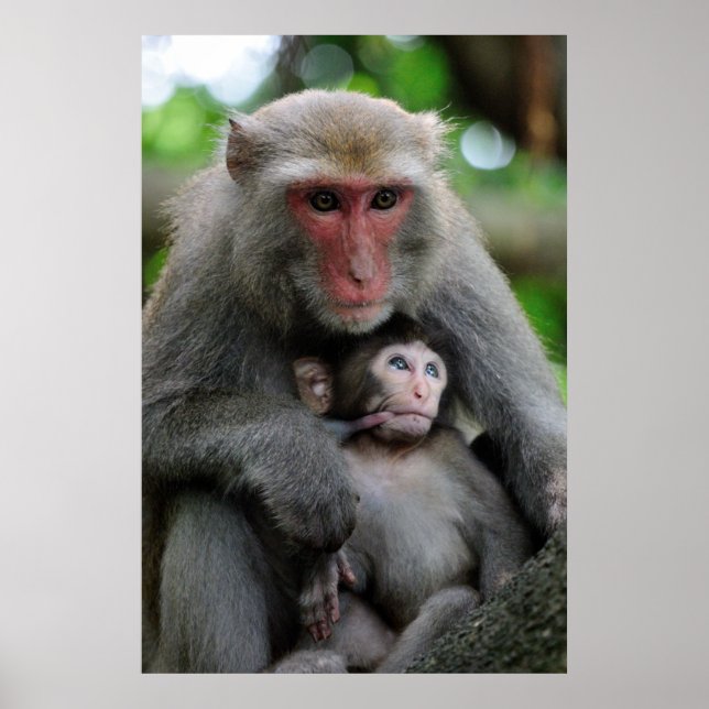 Monkey Breast Feeding Her Baby Poster (Front)