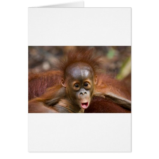 Monkey business 1 cards (Front)