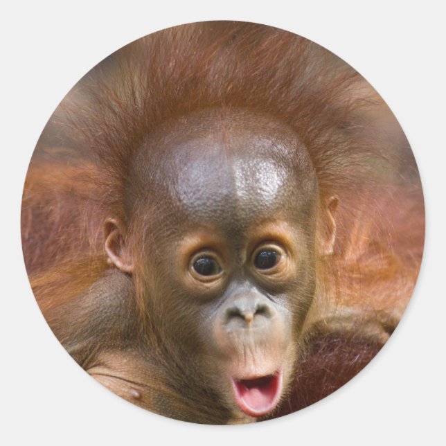 Monkey business 1 classic round sticker (Front)