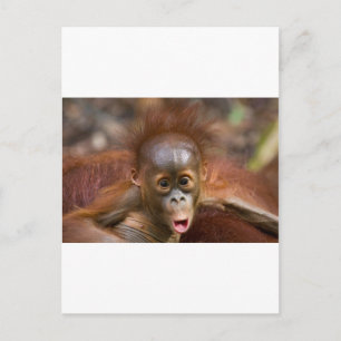 Monkey business 1 postcard