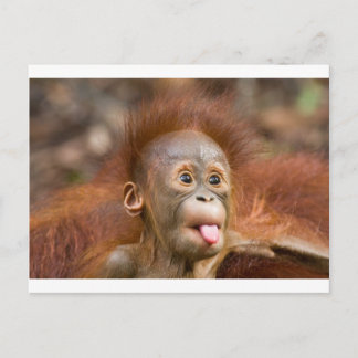 Monkey business 2 postcard