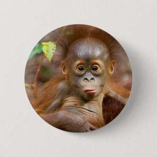 Monkey business 3 pinback button