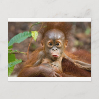 Monkey business 3 postcard