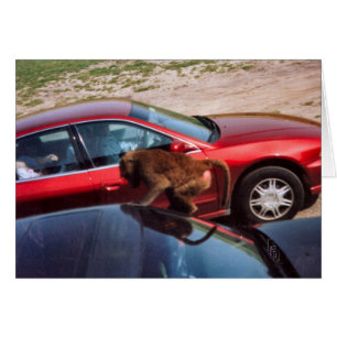 Monkey Business Cards