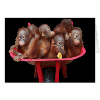 Monkey Business Orangutan Babies Card