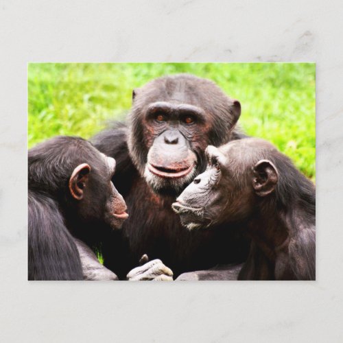 Monkey Business Postcard