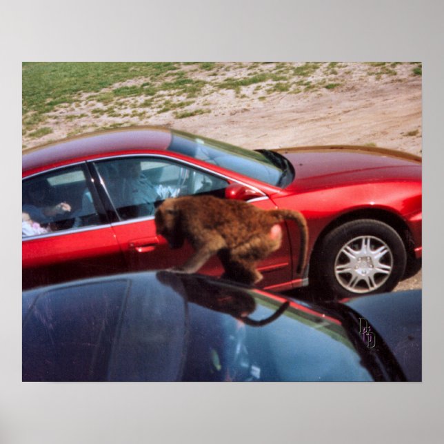 Monkey Business Poster (Front)