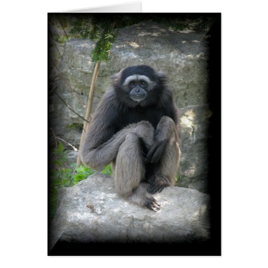 Monkey Cards (Front)