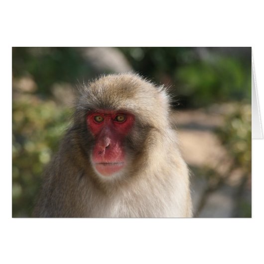 monkey cards (Front Horizontal)