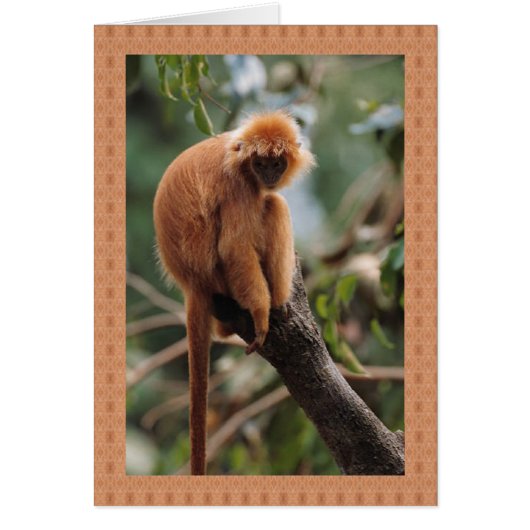 Monkey Cards (Front)