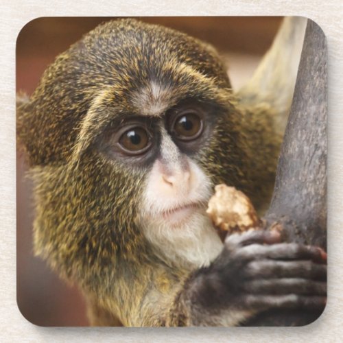 Monkey Climbing Tree Photo Beverage Coaster