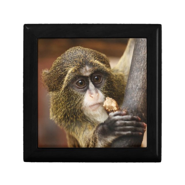 Monkey Climbing Tree Photo Gift Box (Front)