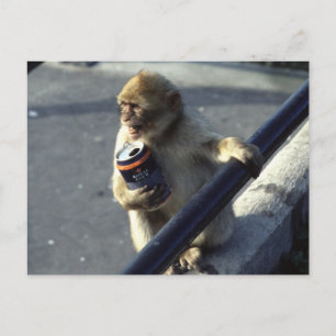 Monkey Drinking Postcard