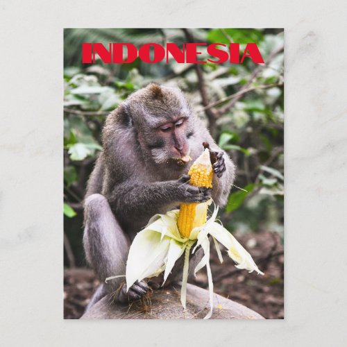 Monkey Eating Corn In Indonesia Postcard