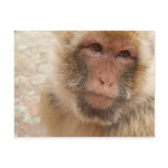 Monkey Face Postcard