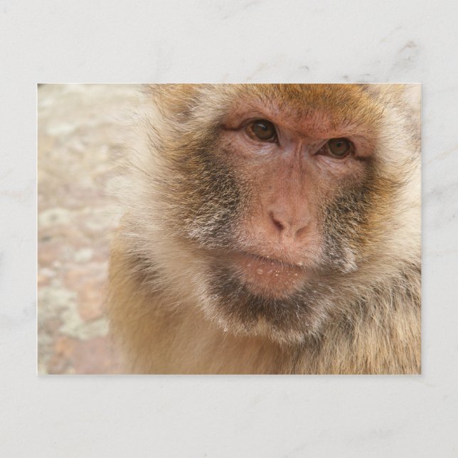 Monkey Face Postcard (Front)