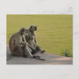 monkey family 2 postcard