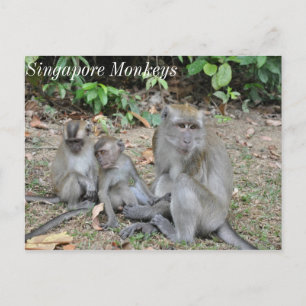 Monkey Family of Singapore Postcard