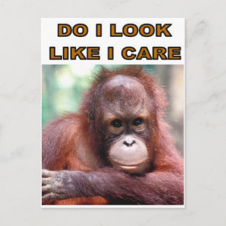 MONKEY FUN POSTCARD