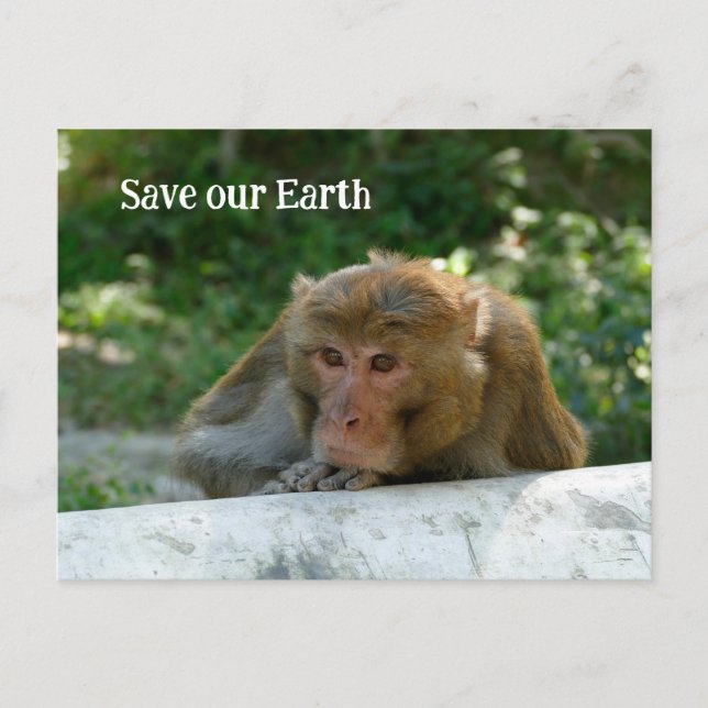 Monkey - Grandfather Postcard (Front)