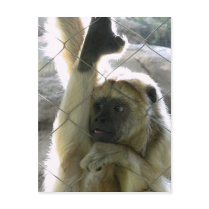 Monkey Greeter Postcard