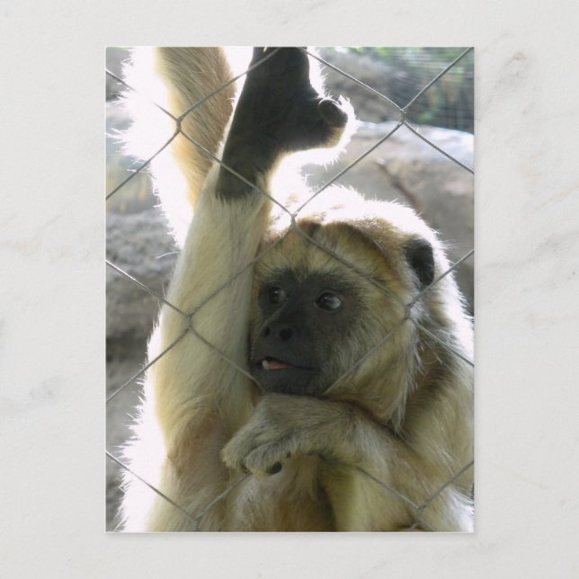 Monkey Greeter Postcard (Front)