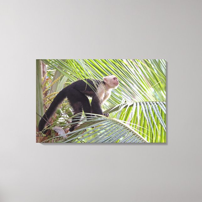 Monkey in Bamboo Jungle Photo Canvas Print (Front)