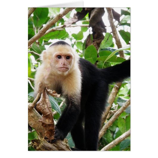 Monkey in Costa Rica Cards (Front)