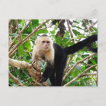 Monkey in Costa Rica Postcard