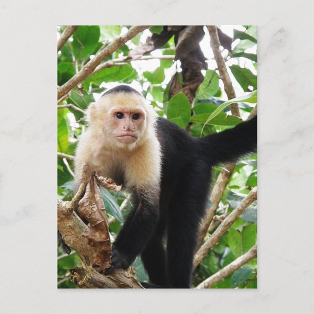 Monkey in Costa Rica Postcard (Front)