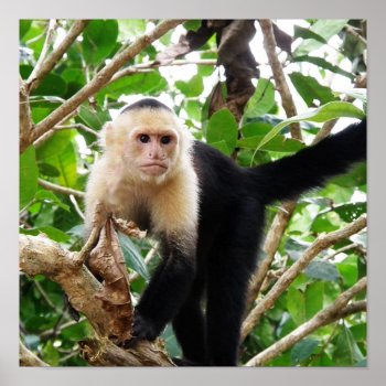 Monkey In Costa Rica Poster by GoingPlaces at Zazzle