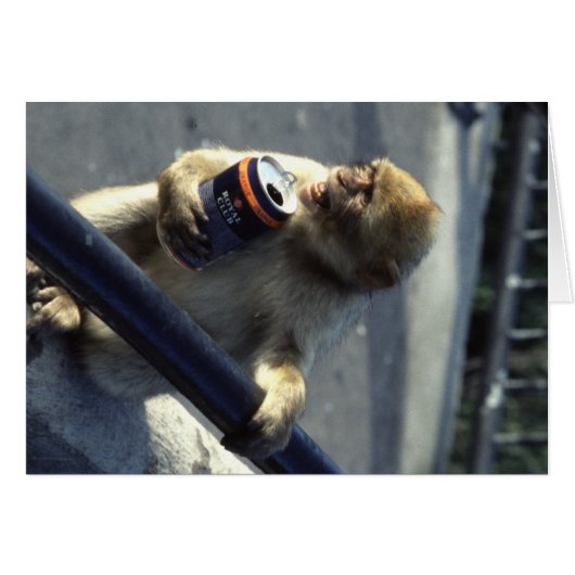 Monkey in Gibraltar Cards (Front Horizontal)