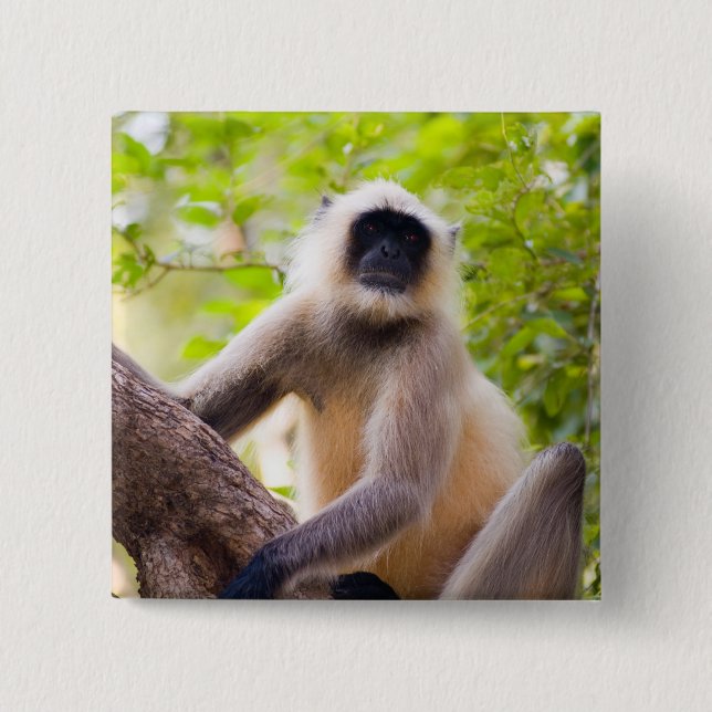 Monkey in jungle of Ranthambore National Park Button (Front)