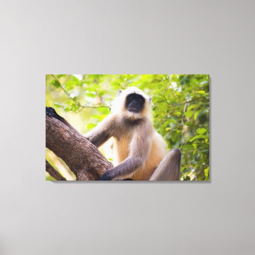 Monkey in jungle of Ranthambore National Park Canvas Print
