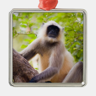 Monkey in jungle of Ranthambore National Park Metal Ornament