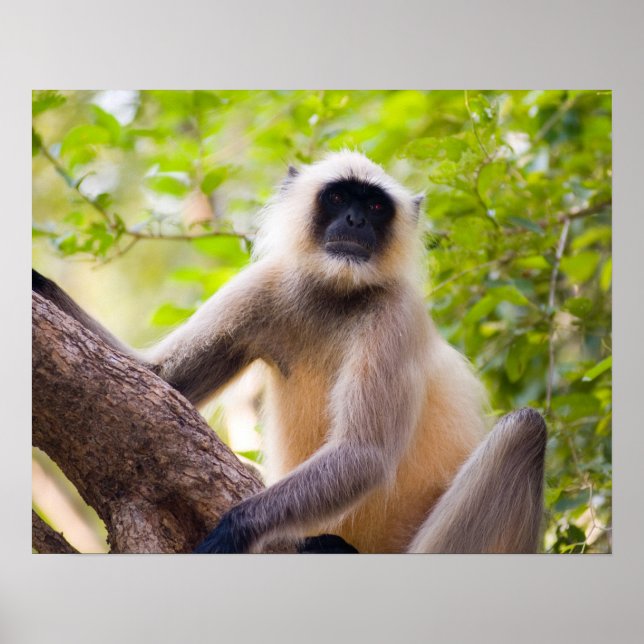 Monkey in jungle of Ranthambore National Park Poster (Front)