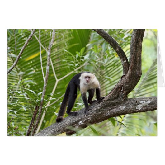 Monkey in the Jungle Cards (Front Horizontal)