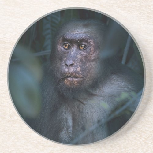 Monkey in the Jungle Coaster