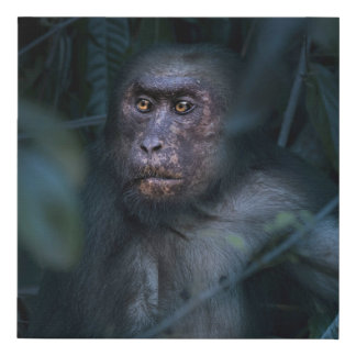 Monkey in the Jungle Faux Canvas Print