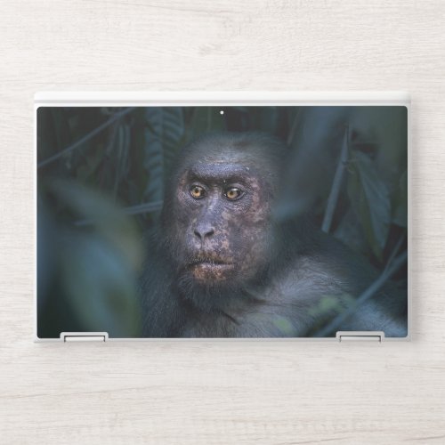 Monkey in the Jungle HP Laptop Skin