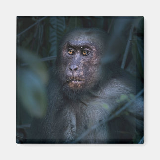 Monkey in the Jungle Magnet