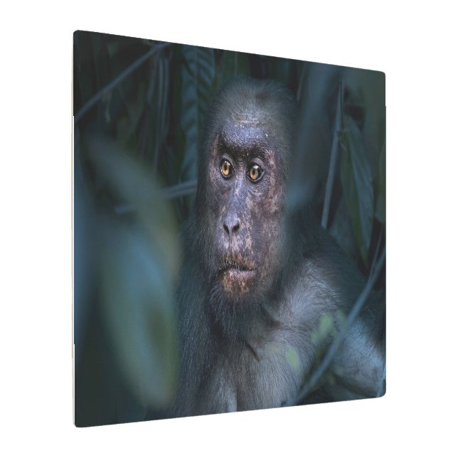 Monkey in the Jungle Metal Print (Angled)
