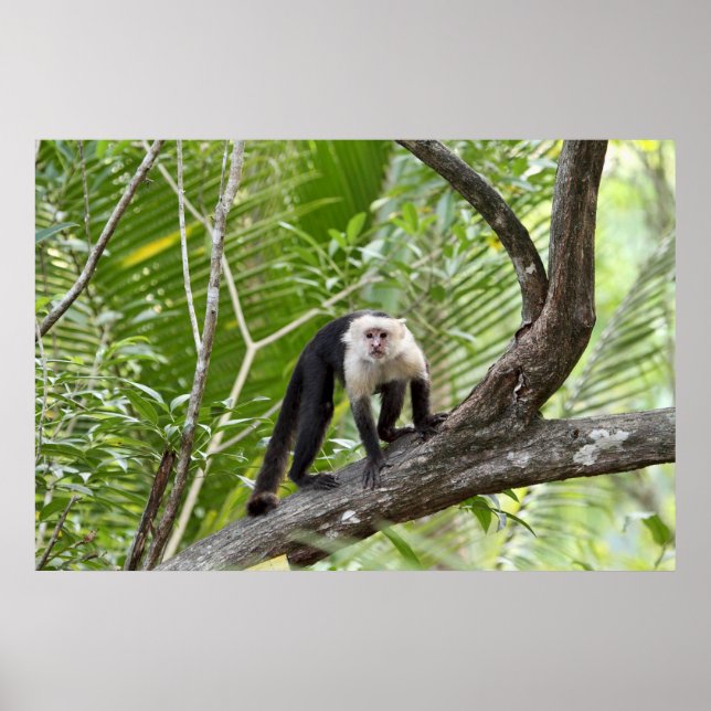 Monkey in the Jungle Poster (Front)