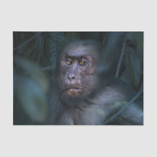 Monkey in the Jungle Tissue Paper