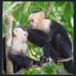 Monkey Love Napkin<br><div class="desc">Two adorable monkeys care for one another in the branches of Manuel Antnio, Costa Rica. How cute are they?!</div>