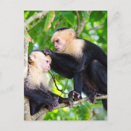 Monkey Love Postcard