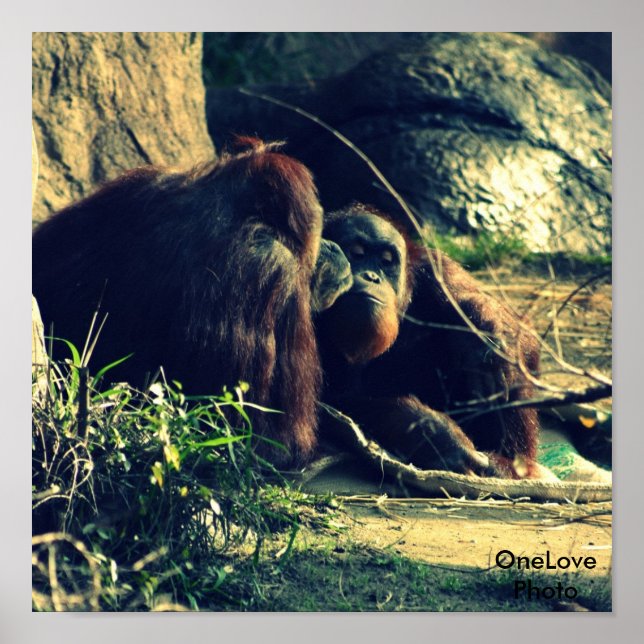 Monkey Love Poster (Front)