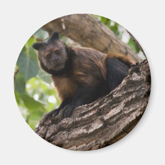 Monkey magnet